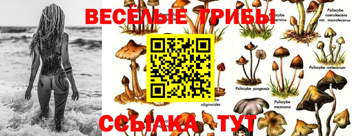 Псилоцибиновые грибы MAGIC MUSHROOMS  продажа наркотиков  Клинцы  Вход с VPN 